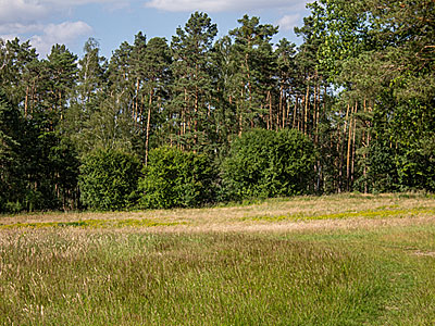 Wald Crinitz